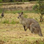 Kangaroo Valley